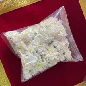 White shevanti flowers pct