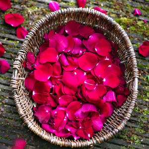 Rose Petals Flowers