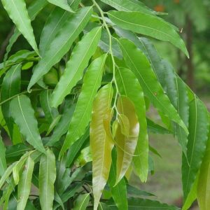 Ashoka leaves bunch
