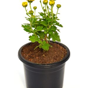 Shevanti stick