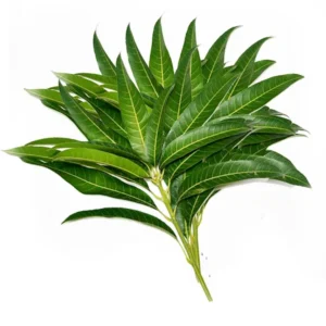 Mango leaves bunch