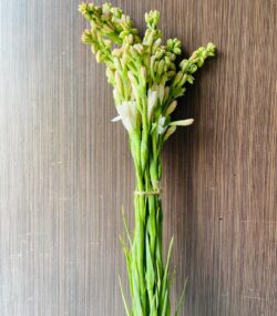 Rajnigandha / gulchadi stick