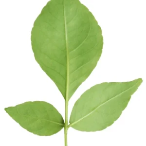 Bel patra