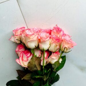 Pink White Shades Rose