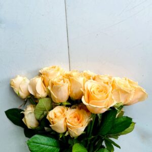 Beige Rose
