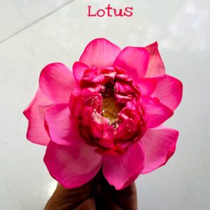 Lotus